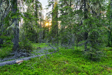 A beautiful summery sunset in an old-growth forest with lush vegetation in Salla National Park, Northern Finland