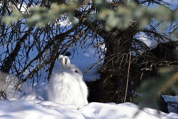 A snowshoe hare (Lepus americanus) in winter white camouflage in Alaska's boreal forest. © JT Fisherman