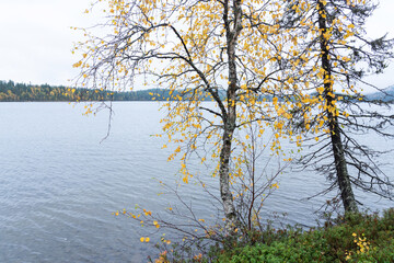 A birch tree with yellow leaves during autumn foliage growing on a bank of a lake near Kuusamo, Northern Finland