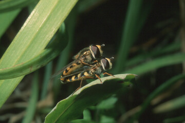 mosca, DitteroMating hoverflies on a leaf. Sardinia, Italy