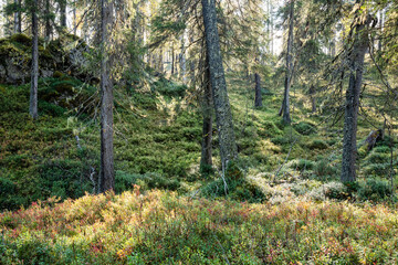 Sunny day in an autumnal old-growth forest growing on a slope in Oulanka National Park, Northern Finland	
