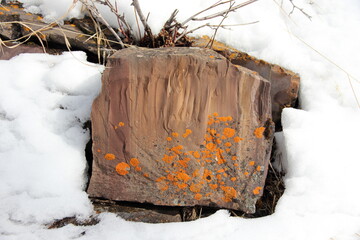 orange lichen on a broken rock - Powered by Adobe