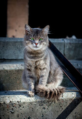 Obraz premium cat on the wall