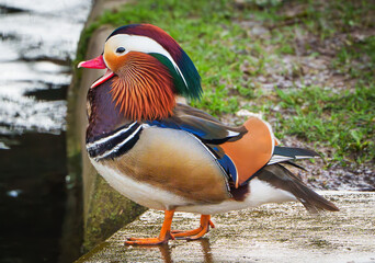 Mandarin Duck