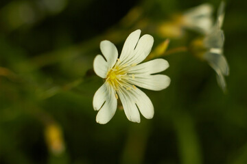 Field chickweed ( Cerastium arvense ). Blooming white wildflowers in the meadow.
