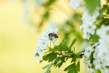 A honeybee (Apis mellifera) pollinates a hawthorn (Crataegus monogyna). Spring white flowers. Beauty of nature. Spring, youth, growth concept.
