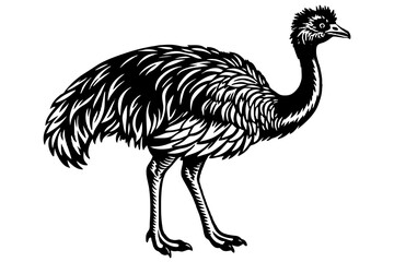 Naklejka premium emu vector illustration