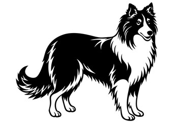 collie dog vector illustration
