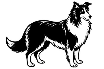 collie dog vector illustration