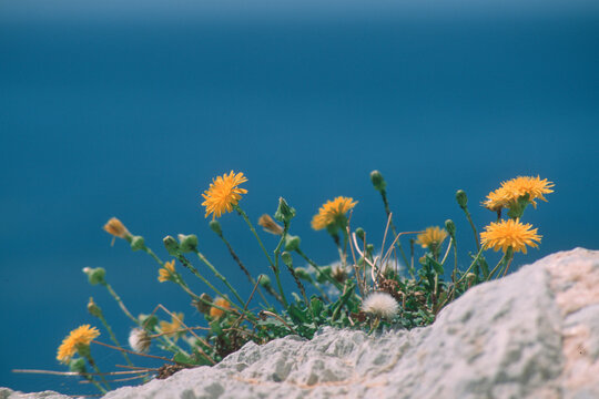 flowers on the rocks, Chrysanthemum. .Capo Caccia, Alghero. Sardinia, Italy