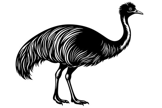 recommend clip art: cassowary vector illustration