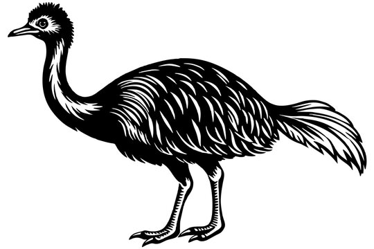 recommend clip art: cassowary vector illustration