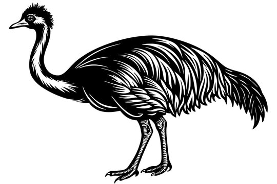 recommend clip art: cassowary vector illustration