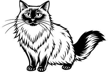 birman cat vector illustration