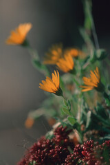 yellow flowers in a meadow. Sardinia, Italy