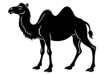bactrian camel vector illustration