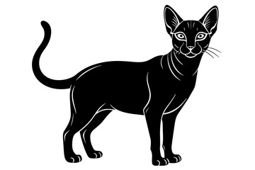 abyssinian cat vector illustration