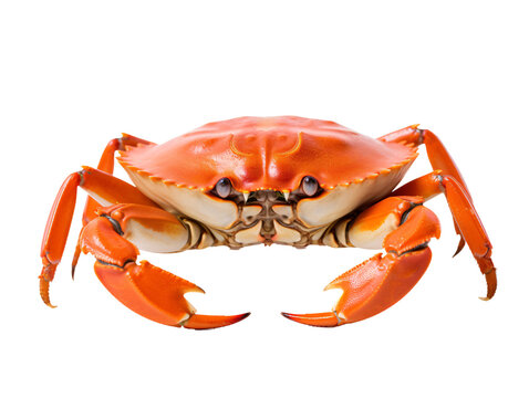 a crab with claws and claws