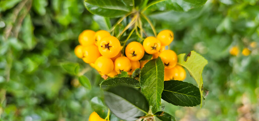 Obraz na płótnie Canvas Branch of Pyracantha or Firethorn cultivar Orange Glow plant. Close up of orange berries on green background in public city park nature concept