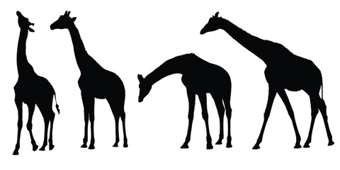 Giraffe Silhouettes Isolated on White Background