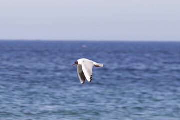 Möwe im Flug