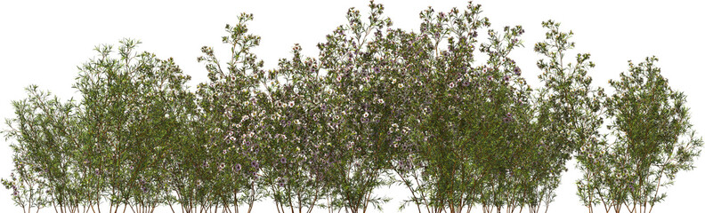 flower australian waxflower shrub hq arch viz cutout plants - 759189867