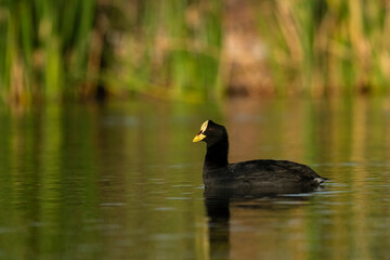 White winged coot in a Pampas Lagoon environment, La Pampa, Argentina