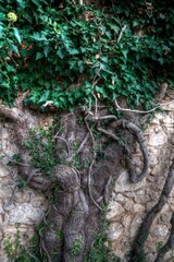 Half-ruined old houses overgrown with greenery left to nature in the village of Govrlevo, Macedonia. Near the capital Skopje.