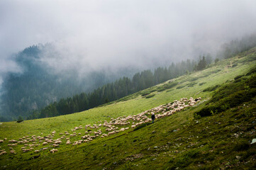 A flock of sheep and a shepherd graze grass in the high meadows of the Shara mountain. Sharr Mountains, Popova Shapka.
