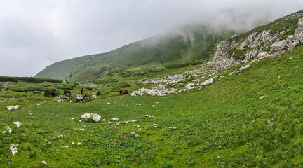 Fototapeta na wymiar Horses graze grass in the high meadows of the Shara mountain. Sharr Mountains, Popova Shapka.