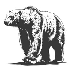 Fototapeta premium Silhouette Polar Bear Animal black color only full body