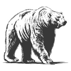 Fototapeta premium Silhouette Polar Bear Animal black color only full body