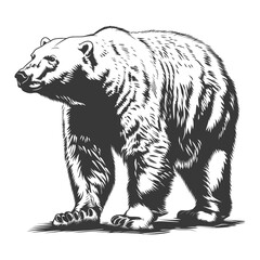 Fototapeta premium Silhouette Polar Bear Animal black color only full body