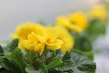 Colorful primroses, Primula isolated on white background stock photo