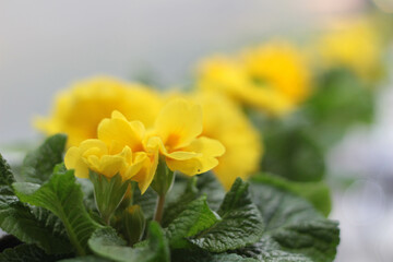 Colorful primroses, Primula isolated on white background stock photo