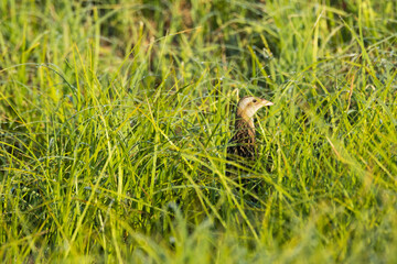 Naklejka na ściany i meble Corn crake standing in the middle of tall grass on a springtime meadow in rural Estonia, Northern Europe 