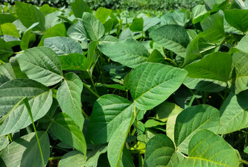 Close-up. Small soybean plants growing in row in cultivated field. Limbangan. Indonesia.
