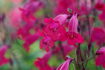 Penstemon flowers on a green background