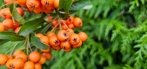 Branch of Pyracantha or Firethorn cultivar Orange Glow plant. Close up of orange berries on green background in public city park nature concept
