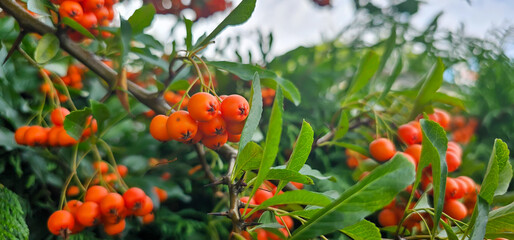 Branch of Pyracantha or Firethorn cultivar Orange Glow plant. Close up of orange berries on green background in public city park nature concept
