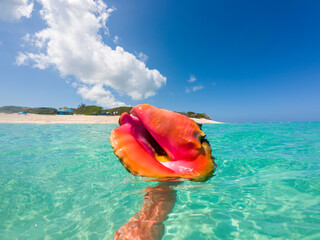 Conch Shell in Ocean