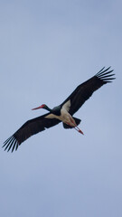 black stork