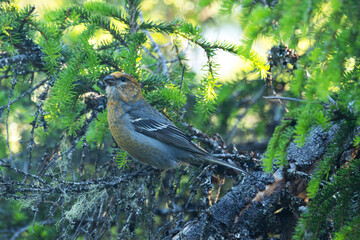 Female Pine grosbeak perched in the middle of green Spruce branches in an old-growth forest of Valtavaara near Kuusamo, Northern Finland
