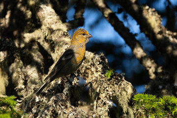 A female Pine grosbeak perching partly in the shadow in an hillside forest near Kuusamo, Northern Finland	