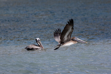 A pelican flying over the sea in Montserrat, Caribbean 