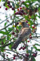starling sits on a branch and eats a cherry