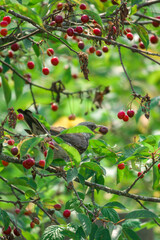 starling sits on a branch and eats a cherry