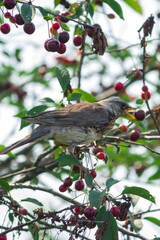 starling sits on a branch and eats a cherry