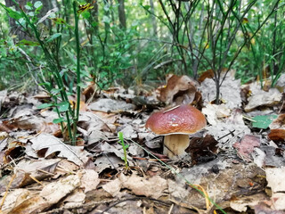 mushroom in the forest