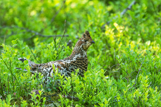 Female Hazel grouse walking in the middle of lush and green Wild blueberry shrubs on a summer day in an old-growth forest of Valtavaara near Kuusamo, Northern Finland	